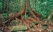 Racines d'un arbre centenaire dans Wooroonooran