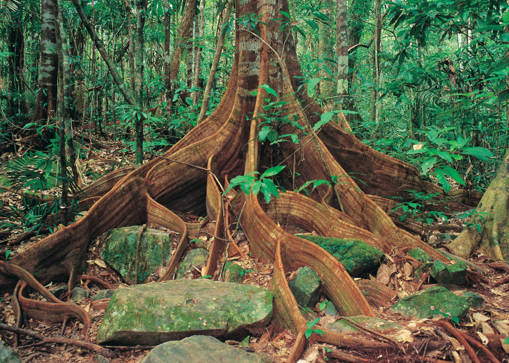 Racines d'un arbre centenaire dans Wooroonooran