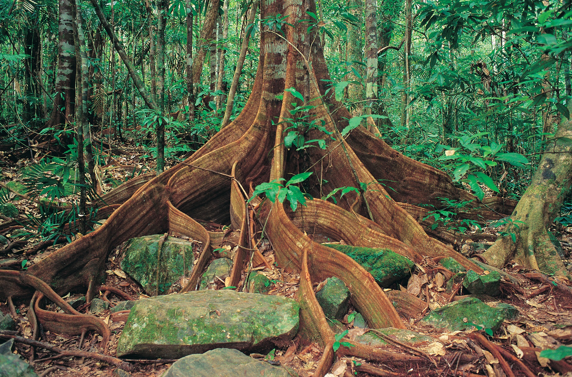 Racines d'un arbre centenaire dans Wooroonooran