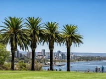 Palmiers Australie