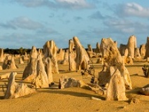 termites Australie