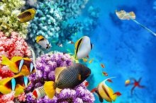 Grande Barrière de Corail poissons Australie