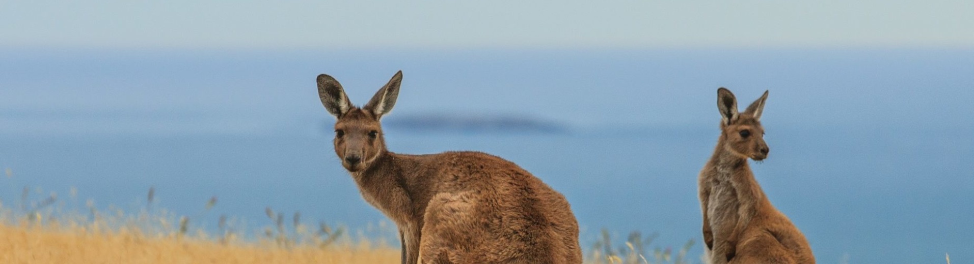 Kangourous Australie