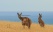 Kangourous Australie