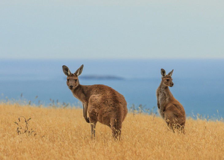 Kangourous Australie