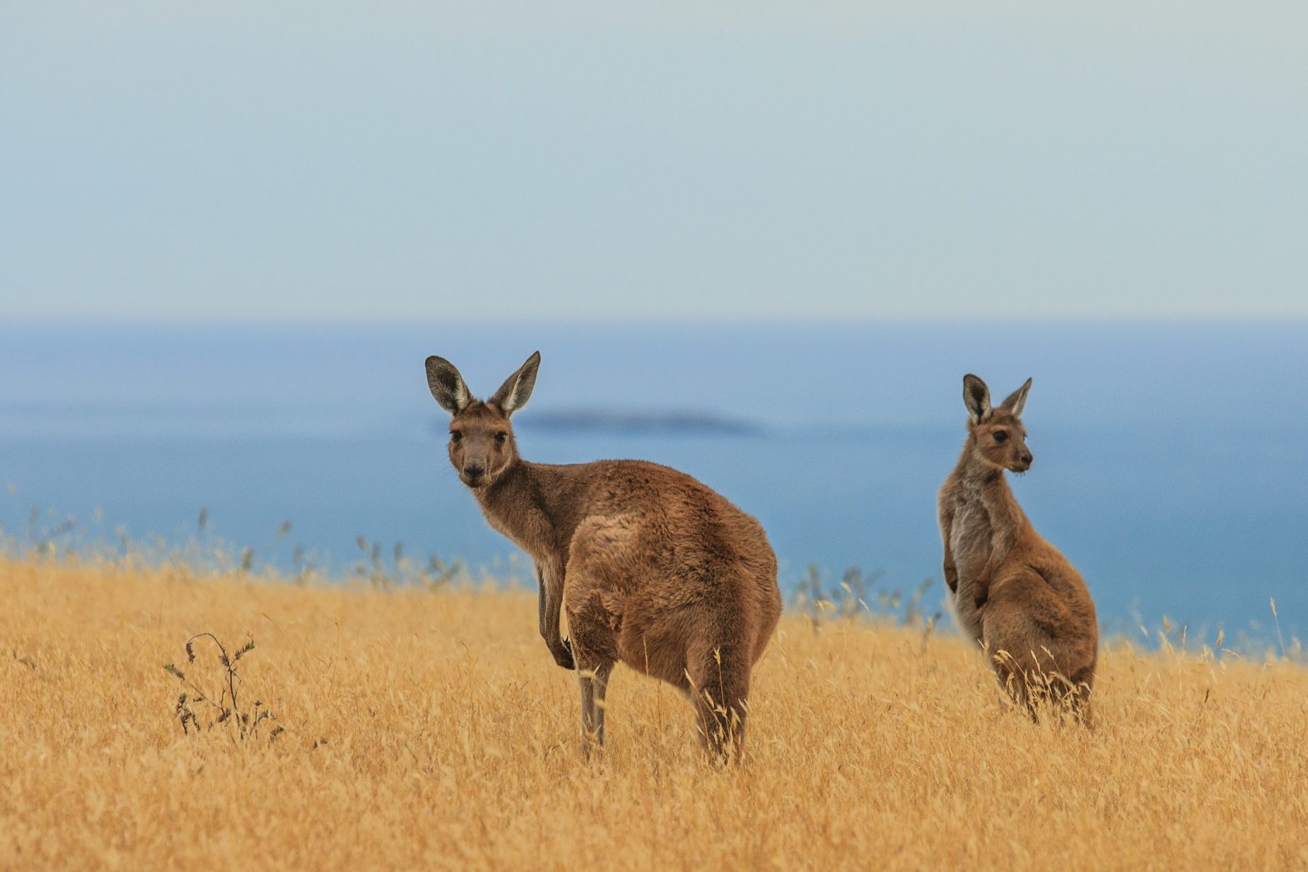 Kangourous Australie