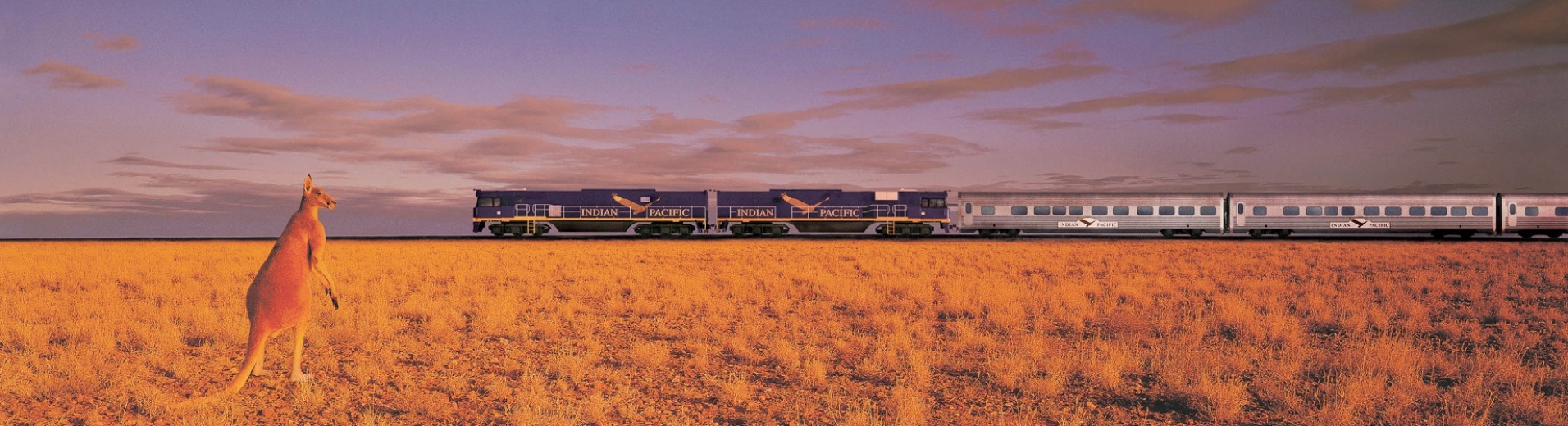 Kangourou et train dans l'outback