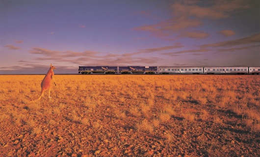 Kangourou et train dans l'outback
