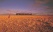 Kangourou et train dans l'outback