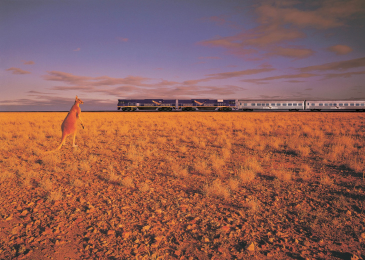 Kangourou et train dans l'outback