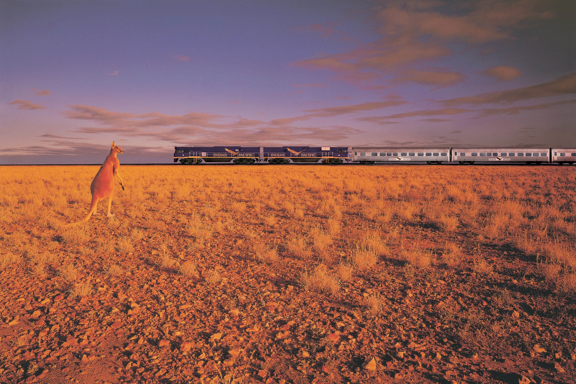 Kangourou et train dans l'outback