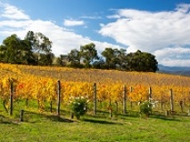 Vignes Australie