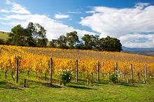 Vignes Australie