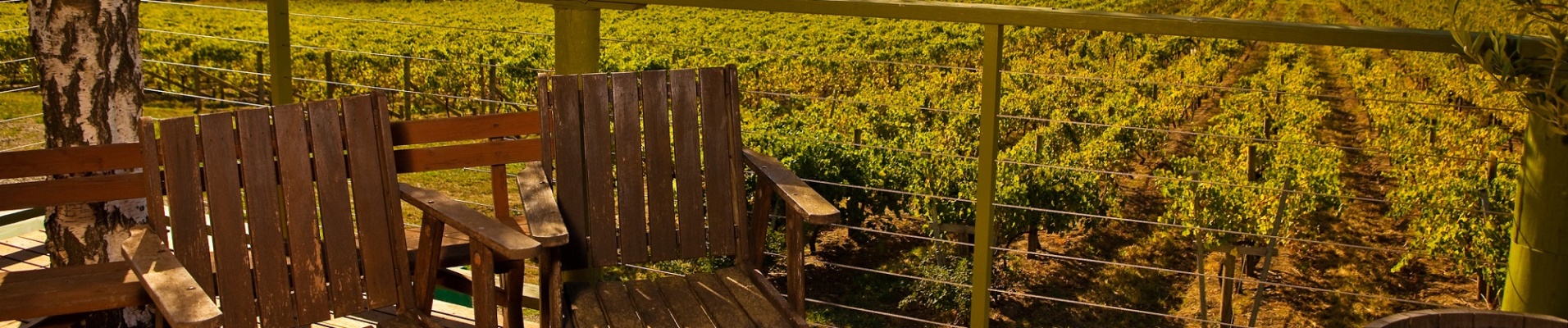 Chaises au cœur des vignobles de la yarra valley