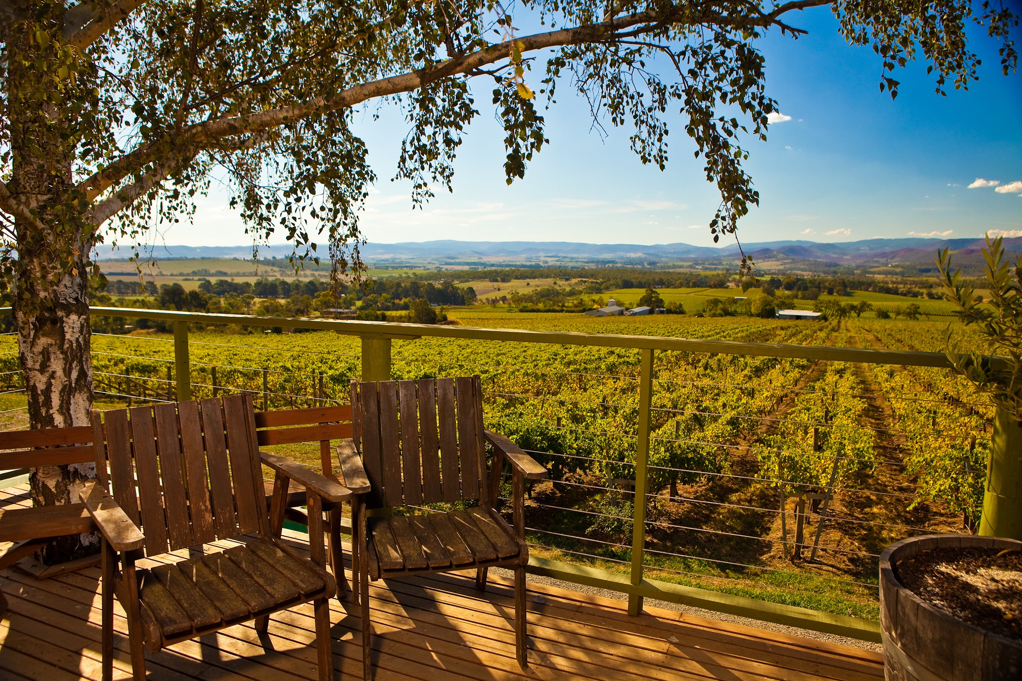 Chaises au cœur des vignobles de la yarra valley