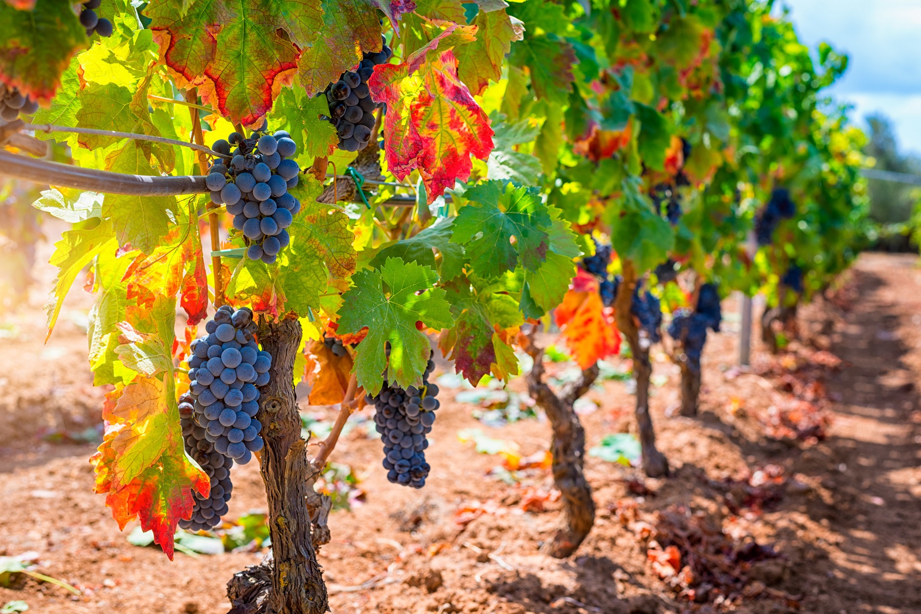 Grappes de raisins rouge sous les couleurs du coucher du soleil