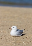 Mouette Australie