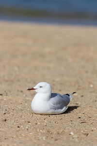 Mouette Australie