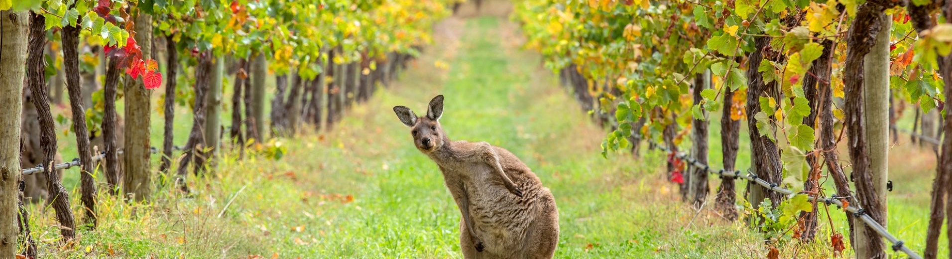 Kangourou au milieu des vignes dans la hunter valley
