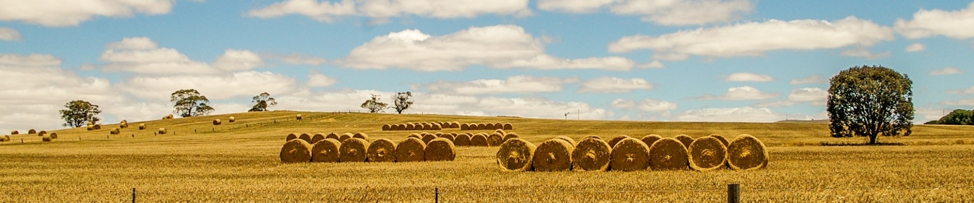 Bottes de foin dans la campagne du sud australien