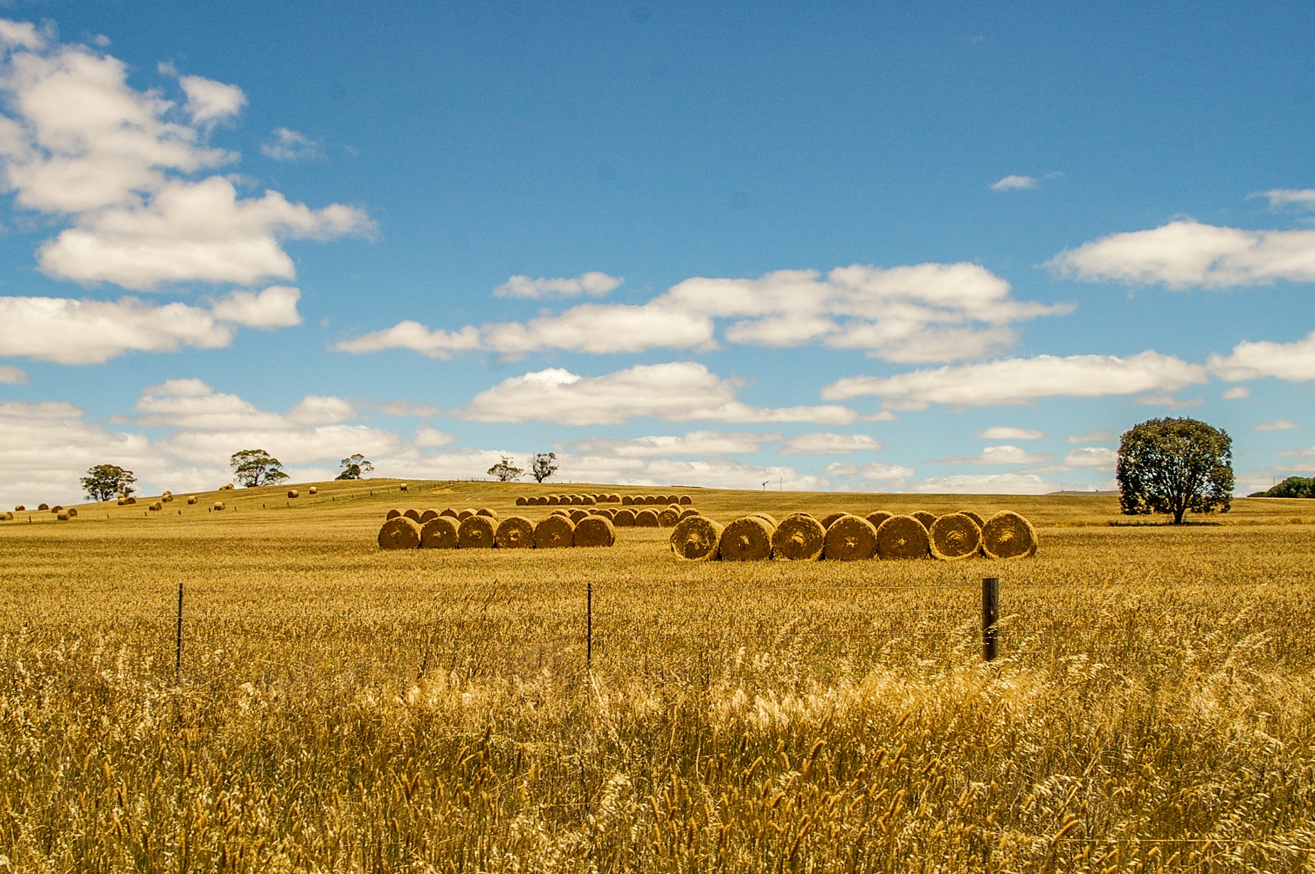 Bottes de foin dans la campagne du sud australien
