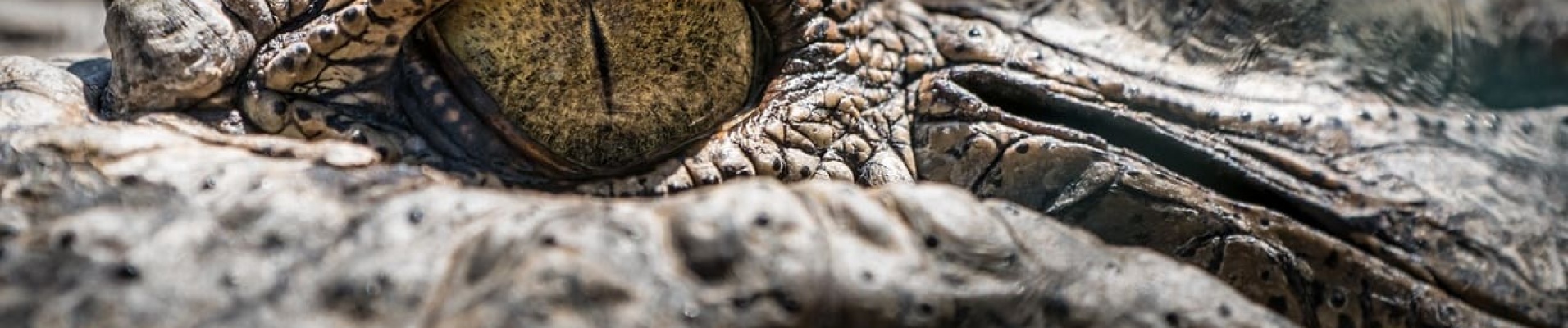 crocodile Australie