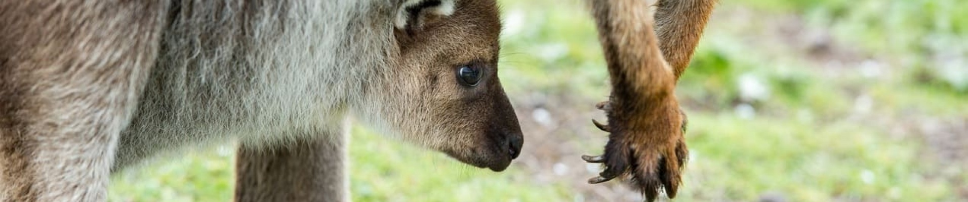 kangourous Australie