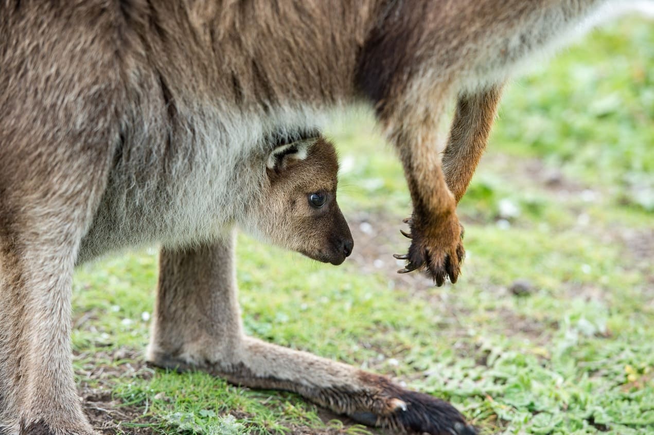 kangourous Australie