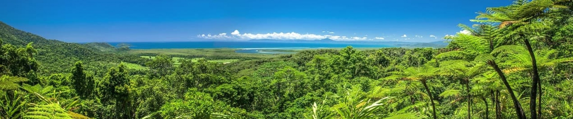 foret-de-daintree