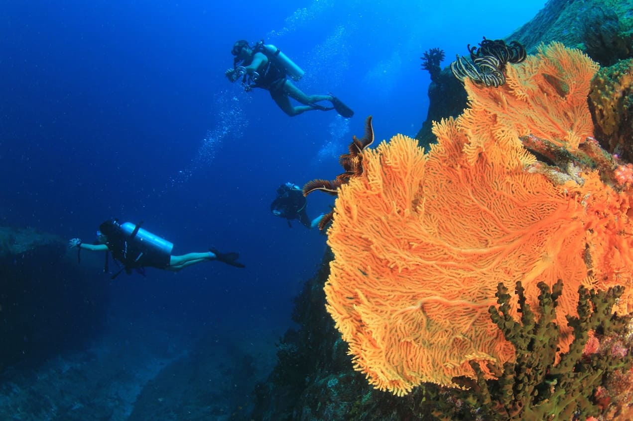 plongee-en-australie