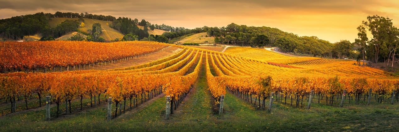 vin-australien