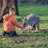Kangourou avec enfant Australie