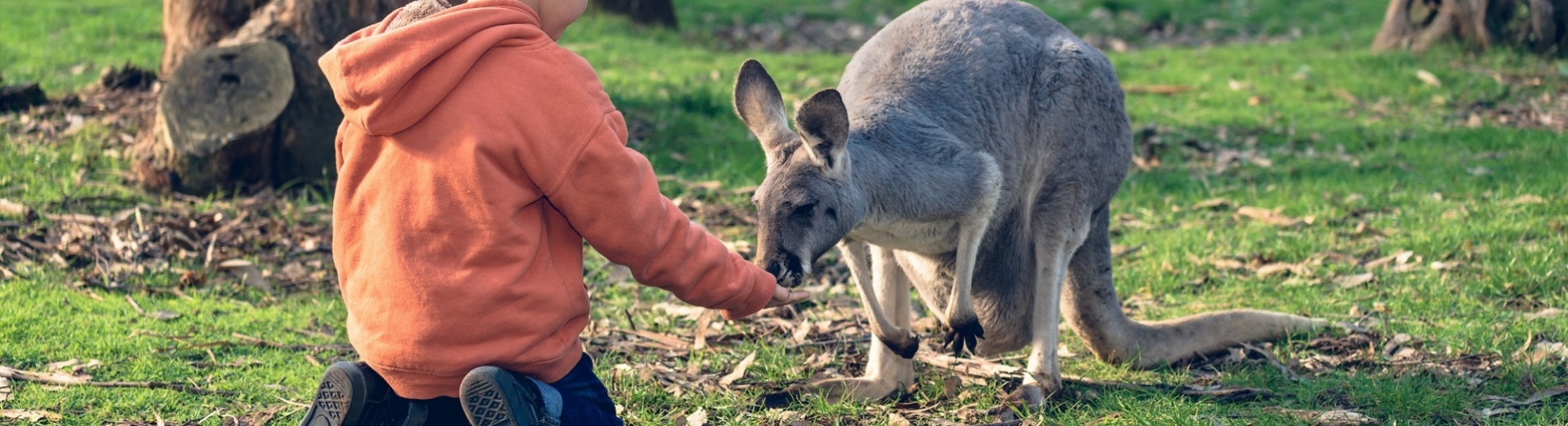 Kangourou avec enfant Australie