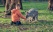 Kangourou avec enfant Australie