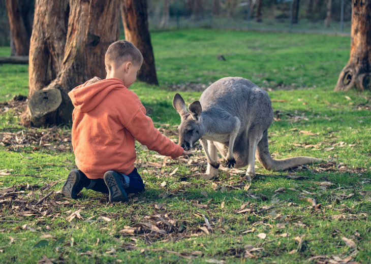 Kangourou avec enfant Australie