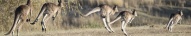 Kangourous Australie