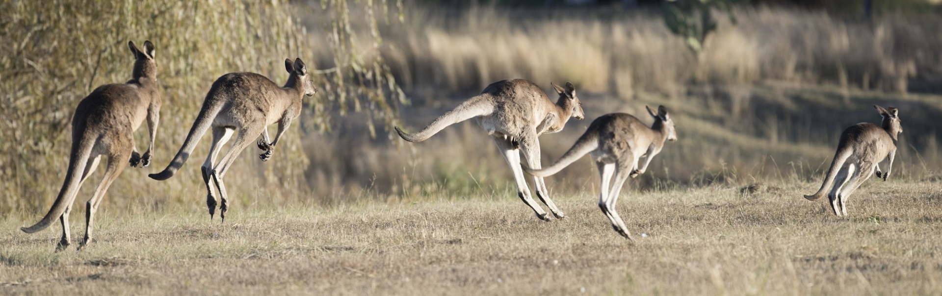 Kangourous Australie