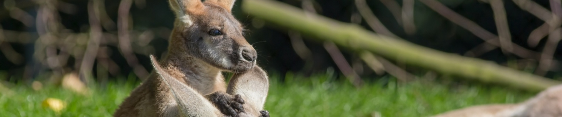 Kangourous Australie