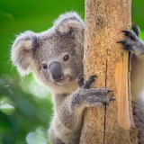 Koala dans un arbre Australie