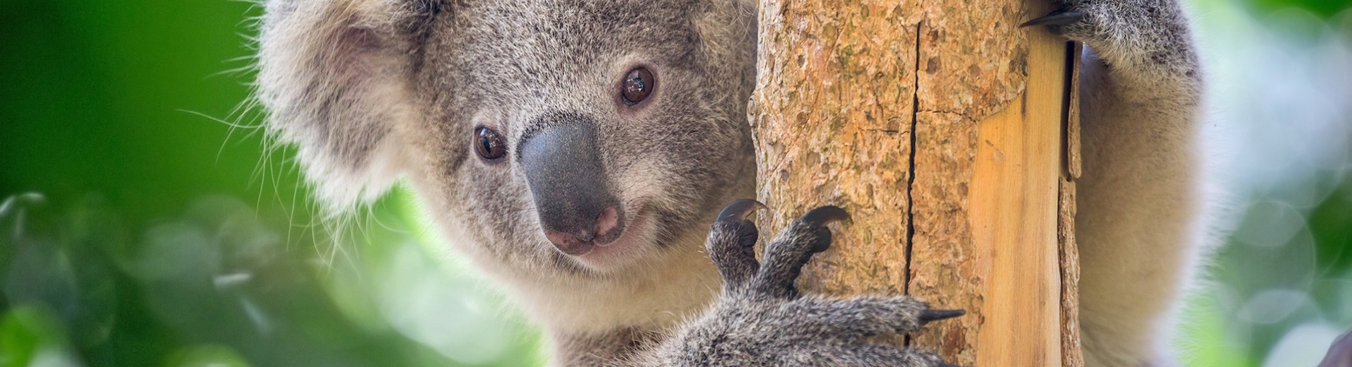 Koala dans un arbre Australie