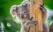 Koala dans un arbre Australie