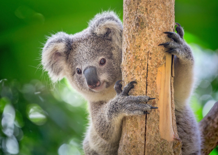 Koala dans un arbre Australie