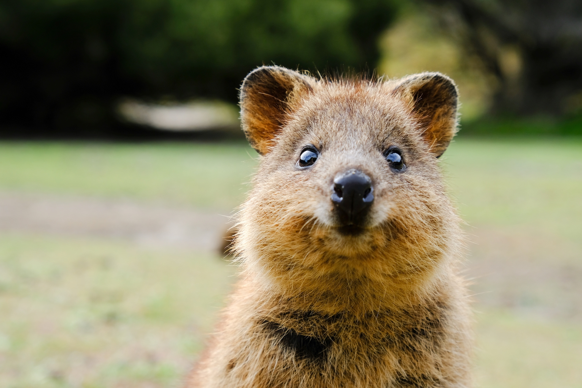koka en australie