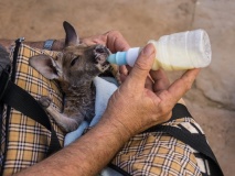 bébé kangourou australie