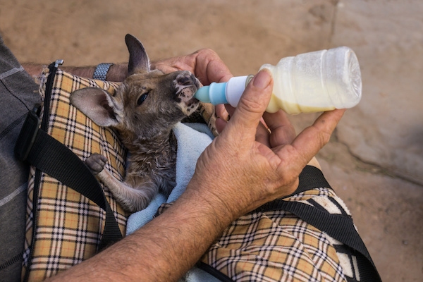 bébé kangourou australie