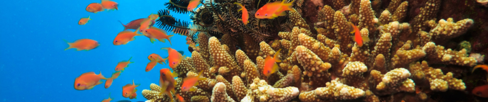 Grande Barrière de Corail